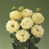 Corelli 1 Yellow Lisianthus