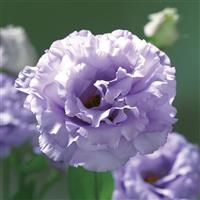 Corelli 2 Lavender Lisianthus