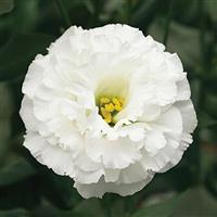 Corelli 2 White Lisianthus