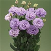 Corelli 3 Lavender Lisianthus