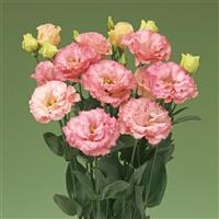 Corelli 3 Apricot Lisianthus