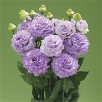 Corelli 2 Light Lavender Lisianthus