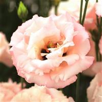 Corelli 3 Light Pink Lisianthus