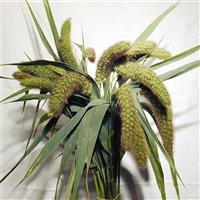 Purple Mist Ornamental Millet