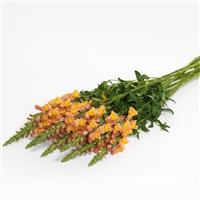 Early Potomac™ Orange Snapdragon