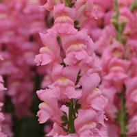 Early Potomac™ Pink Snapdragon