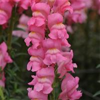 Early Potomac™ Rose Snapdragon