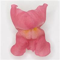 Early Potomac™ Rose Snapdragon