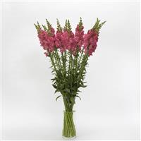 Early Potomac™ Rose Snapdragon