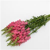 Early Potomac™ Rose Snapdragon