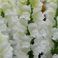 Early Potomac™ White Snapdragon