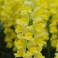 Early Potomac™ Yellow Snapdragon