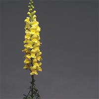 Early Potomac™ Yellow Snapdragon