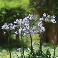 Agapanthus Barley Blue