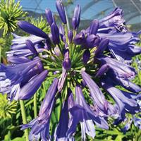 Agapanthus Blue Bayou