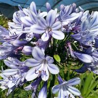 Agapanthus Full Moon