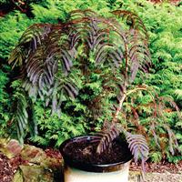 Albizia julibrissin Chocolate Fountain