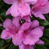 Azalea Floramore Lavender