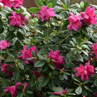 Azalea Floramore Pink Hot