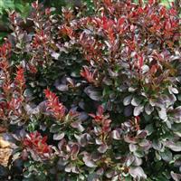 Berberis thunbergii Midnight Ruby