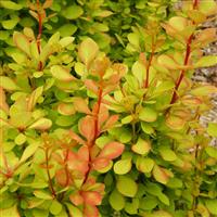 Berberis thunbergii Orange Torch
