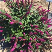 Buddleia Summer Sips Sangria