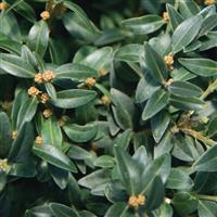 Buxus Arctic Emerald