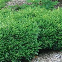 Buxus Franklin's Gem