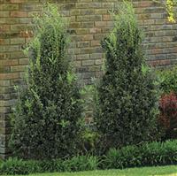 Buxus Highlander