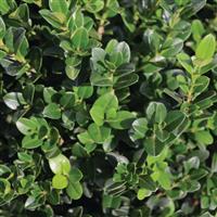 Buxus Little Missy