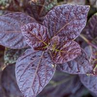 Calycanthus floridus Burgundy Spice