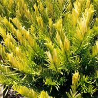 Cephalotaxus Golden Dragon
