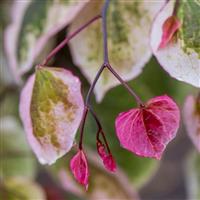 Cercis Carolina Sweetheart