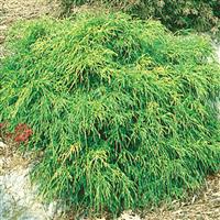 Chamaecyparis Golden Mop