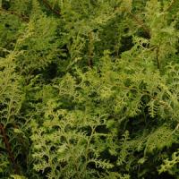 Chamaecyparis Lucas Golden Hinoki