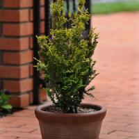 Chamaecyparis Lucas Golden Hinoki