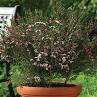 Chamelaucium Matilda