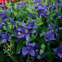 Clematis Sapphire Indigo