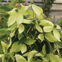 Cornus elliptica Lucky Leprechaun