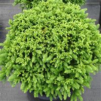 Cryptomeria Dragon Prince