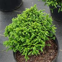 Cryptomeria Dragon Warrior