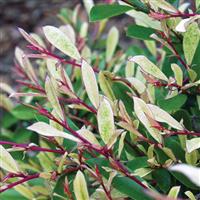 Distylium Spring Frost