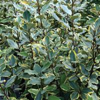 Eleagnus Olive Martini