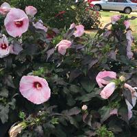 Hibiscus Head Over Heels Blush