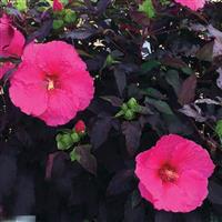 Hibiscus Head Over Heels Passion