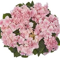 Double Fay Pink Hydrangea lace cap