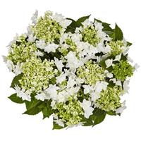 Double Finya Hydrangea lace cap
