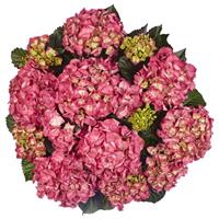 Baladia Pink Hydrangea macrophylla