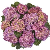 Baladia Purple Hydrangea macrophylla