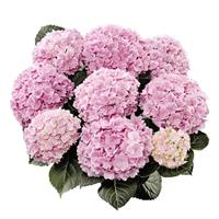 Double Felina Pink Hydrangea macrophylla